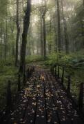 Misty morning (Christian Lindsten) - Muzeo.com