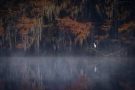 Misty Morning (Michael Zheng) - Muzeo.com