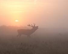 Misty Morning Stag (Greg Morgan) - Muzeo.com