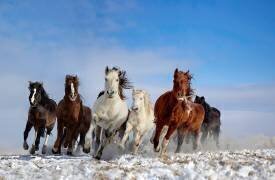 Mongolia Horses (Libby Zhang) - Muzeo.com