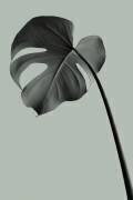 Monstera Teal 02 (1x Studio III) - Muzeo.com