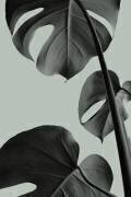 Monstera Teal 03 (1x Studio III) - Muzeo.com