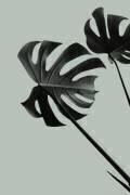 Monstera Teal 09 (1x Studio III) - Muzeo.com