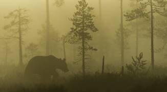 Morning Fog (Svein Ove Linde) - Muzeo.com
