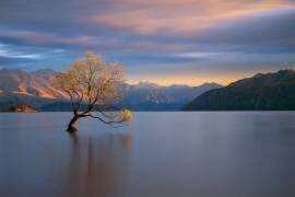 Morning Glow (Renee Doyle) - Muzeo.com