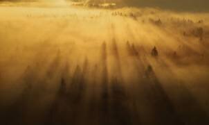 Morning in the forest (Ales Krivec) - Muzeo.com