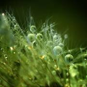Morning Perls (Norbert Maier) - Muzeo.com