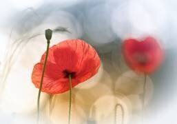 Morning Poppies (Steve Moore) - Muzeo.com
