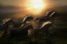 Morning gallop (Milan Malovrh) - Muzeo.com