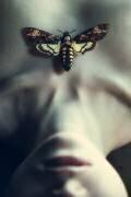 Moth (Magdalena Russocka) - Muzeo.com