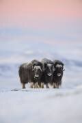 Muskox (Roberto Marchegiani) - Muzeo.com