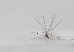 My Silver Spider (Heidi Westum) - Muzeo.com