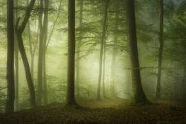 Mysterious Spring Morning (Norbert Maier) - Muzeo.com