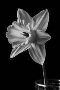 Narcisse (Edward M. Fielding) - Muzeo.com