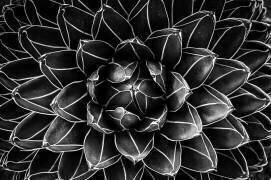 Natural math (Monica Valentina Patrascoiu) - Muzeo.com