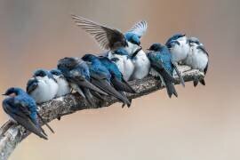 No room? No problem. I will make myself some room. (Cheng Chang) - Muzeo.com