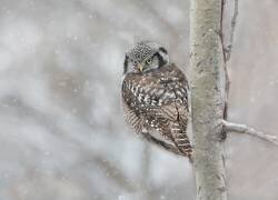 Northern Hawk Owl look back (Jasmine Suo) - Muzeo.com