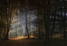 November morning (Norbert Maier) - Muzeo.com
