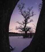 Oaktree during blue hour (Christian Lindsten) - Muzeo.com
