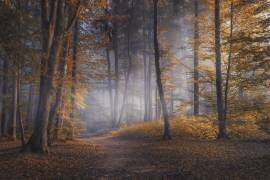 Jours d'octobre (Norbert Maier) - Muzeo.com