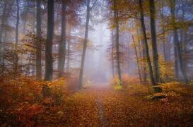 October Trail (Norbert Maier) - Muzeo.com
