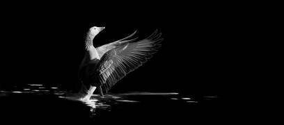 Oie cendrée sur l'eau (Pierre-Bernard Cognein) - Muzeo.com