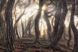 Vieux arbres (Tiger Seo) - Muzeo.com