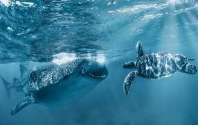 Once at the ocean (Andrey Narchuk) - Muzeo.com