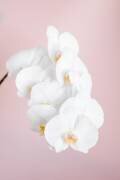 Orchidée 2 (1x Studio III) - Muzeo.com