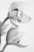 Orchidée (Igor Mandich) - Muzeo.com