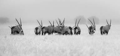 Oryx sous la pluie (Kirill Trubitsyn) - Muzeo.com