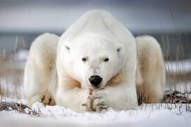 Ours polaire semblant prier, Baie de Churchill, Canada (Alberto Ghizzi Panizza) - Muzeo.com