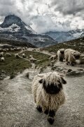 Out of my way (Susanne Landolt) - Muzeo.com