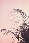 Palm Leaves (1x Studio III) - Muzeo.com