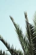 Palm leaves and sky 2 (1x Studio III) - Muzeo.com