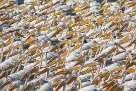 Parade du Pélican (Natalia Rublina) - Muzeo.com