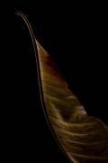 Part of a leaf (Lotte Gronkjar) - Muzeo.com