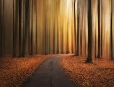 Path to unknown (Christian Lindsten) - Muzeo.com