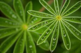 Pearly Lupine (Joshua Raif) - Muzeo.com