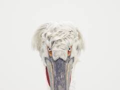Pélican frisé (Pelecanus crispus) regardant avec hantise dans l'objectif sur le lac Kerkini, Grèce. (Tesni Ward) - Muzeo.com