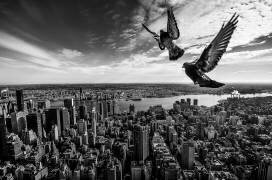 Pigeons on the Empire State Building (SergioSousa) - Muzeo.com