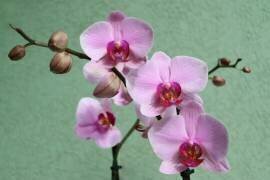 Pink Orchid With Delicate Petals (Snezana Petrovic) - Muzeo.com
