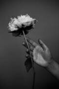 Pivoine (Antonida Frolova) - Muzeo.com