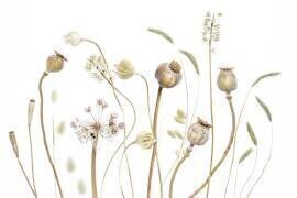 Pods (Mandy Disher) - Muzeo.com