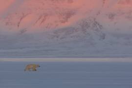 Polar Bear (Roberto Marchegiani) - Muzeo.com
