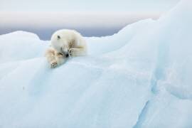Polar Bear Grooming (Joan Gil Raga) - Muzeo.com