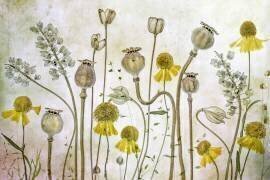 Poppies and Helenium (Mandy Disher) - Muzeo.com