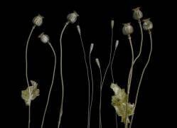 Poppy pods (Lotte Gronkjar) - Muzeo.com