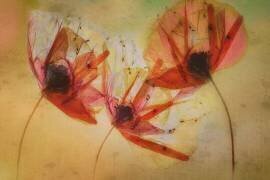 Poppy seeds (Nel Talen) - Muzeo.com
