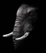 Portrait (WildPhotoArt) - Muzeo.com